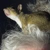 squirrelmom64